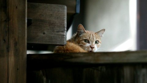 Кошка, взгляд, лицо, ложь