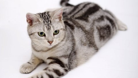 Кошка, жирная, полосатая, лежащая, толстая
