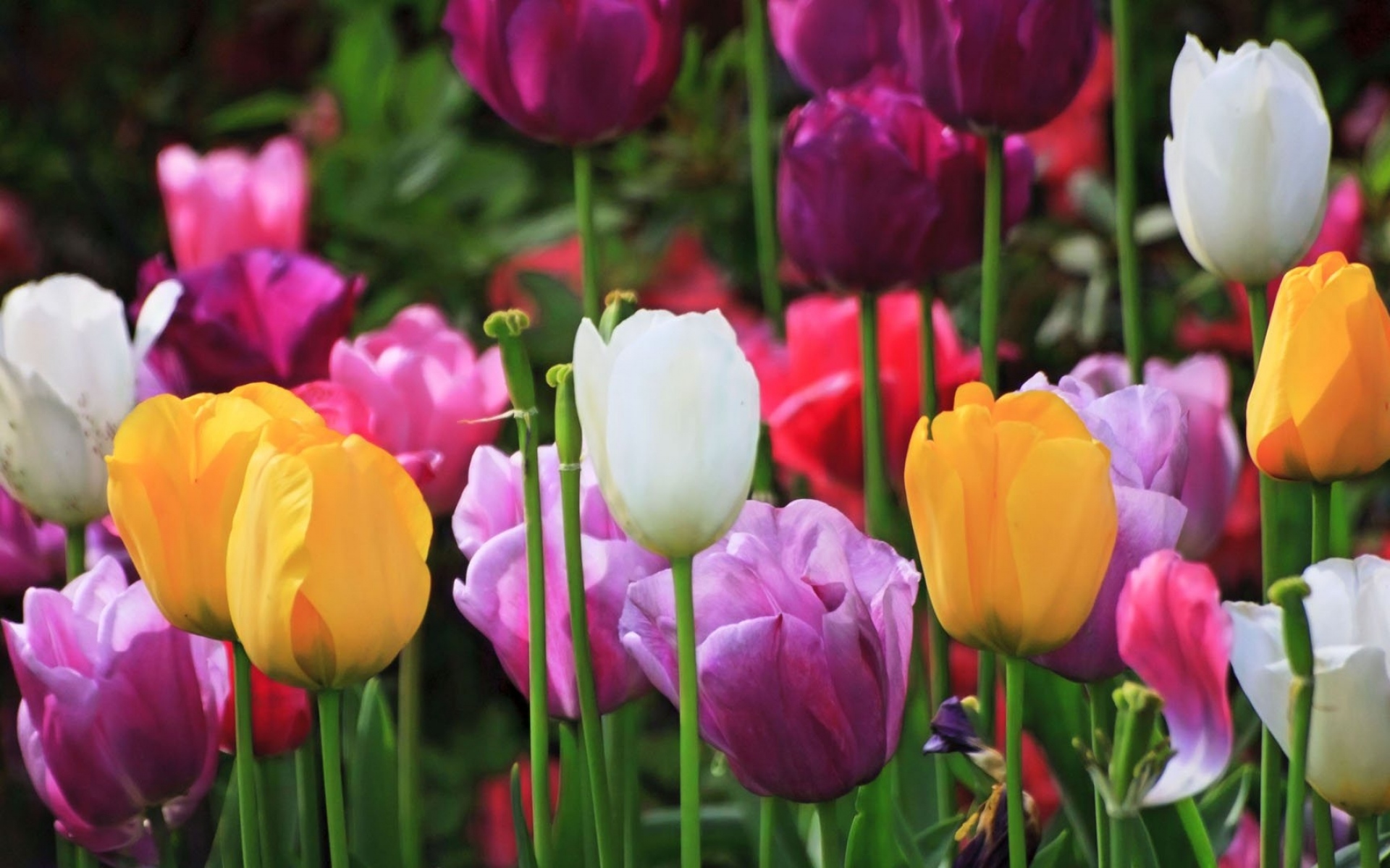 Картинки Тюльпаны, растения, цветы, поле, красочные фото и обои на рабочий стол