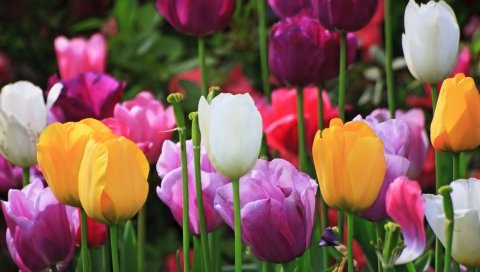 Тюльпаны, растения, цветы, поле, красочные