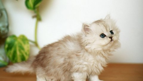 Котенок, пушистый, красивый