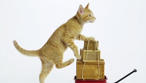 Котенок, кошка, коробки, игривый