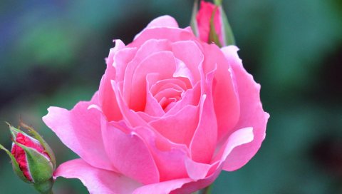 Роза, красивая, розовая