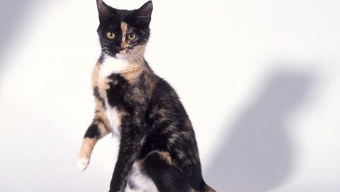 Котенок, пятнистый, сидеть