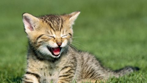 Котенок, крик, трава, сидеть