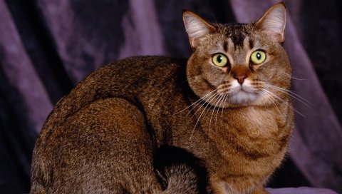 Кошка, лицо, жир, взгляд, сидеть