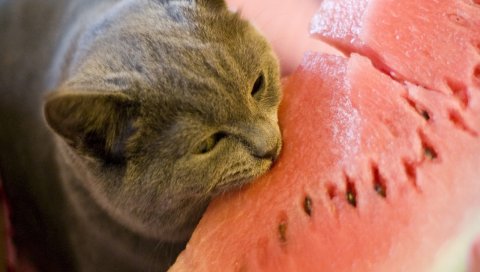 Кошка, арбуз, еда, укус