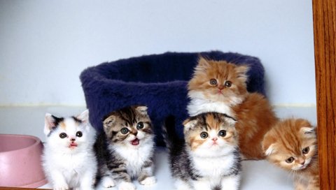 Котята, крики, много, пушистые