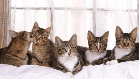 Кошка, котята, много, сидя