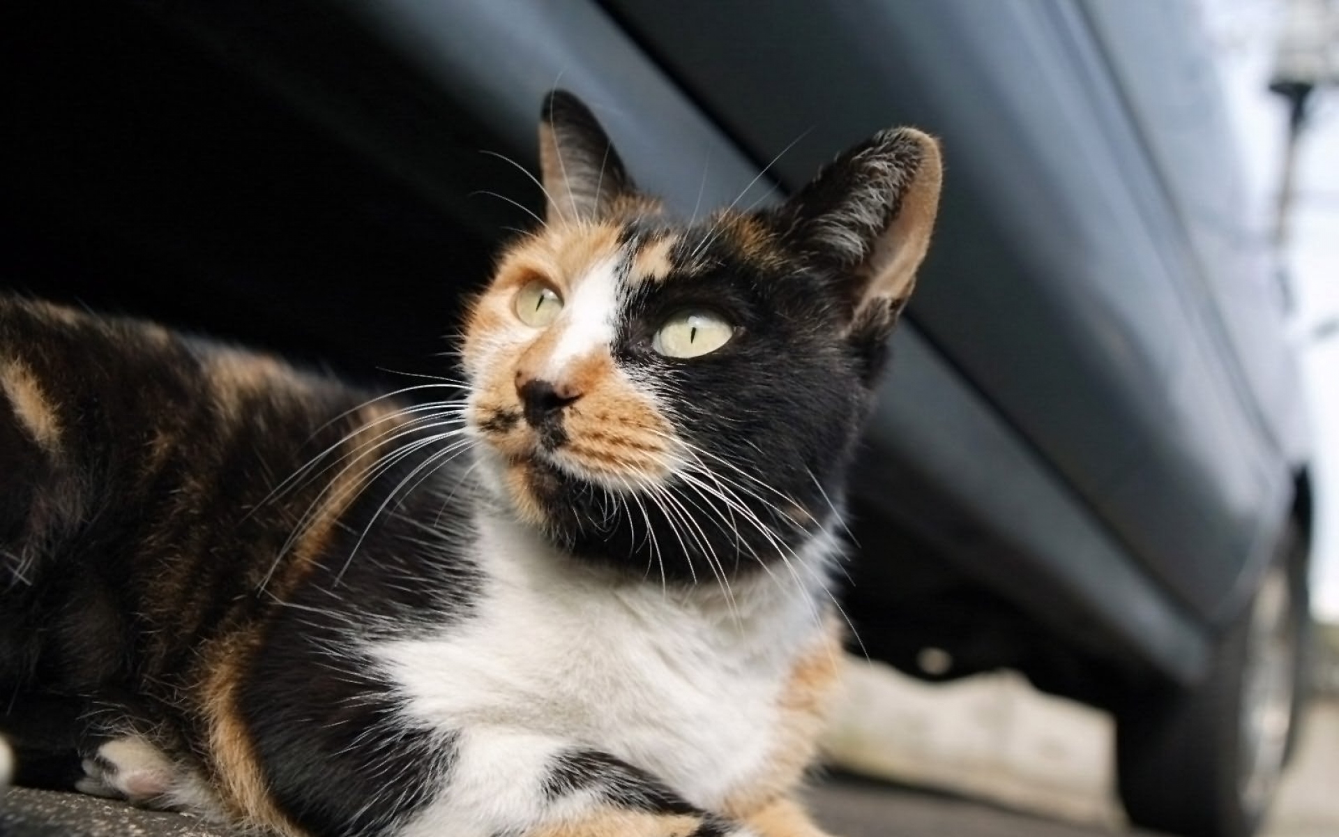 Кошка черная с рыжими пятнами порода. Европейская короткошерстная кошка черепаховая. Американская жесткошёрстная кошка. Черепаховая кошка Калико. Американская короткошерстная кошка трехцветная.