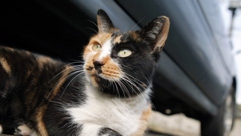 Кошка, пятнистая, морда