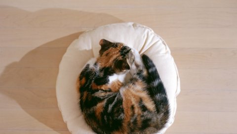 Кошка, котенок, лежа, подушка, сон
