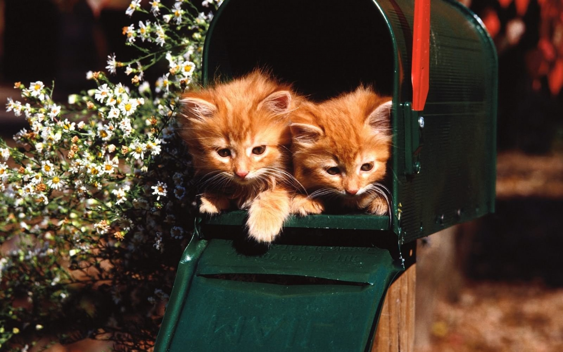Картинки Котята, коробка, сидя, пара фото и обои на рабочий стол
