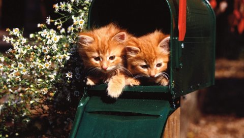 Котята, коробка, сидя, пара