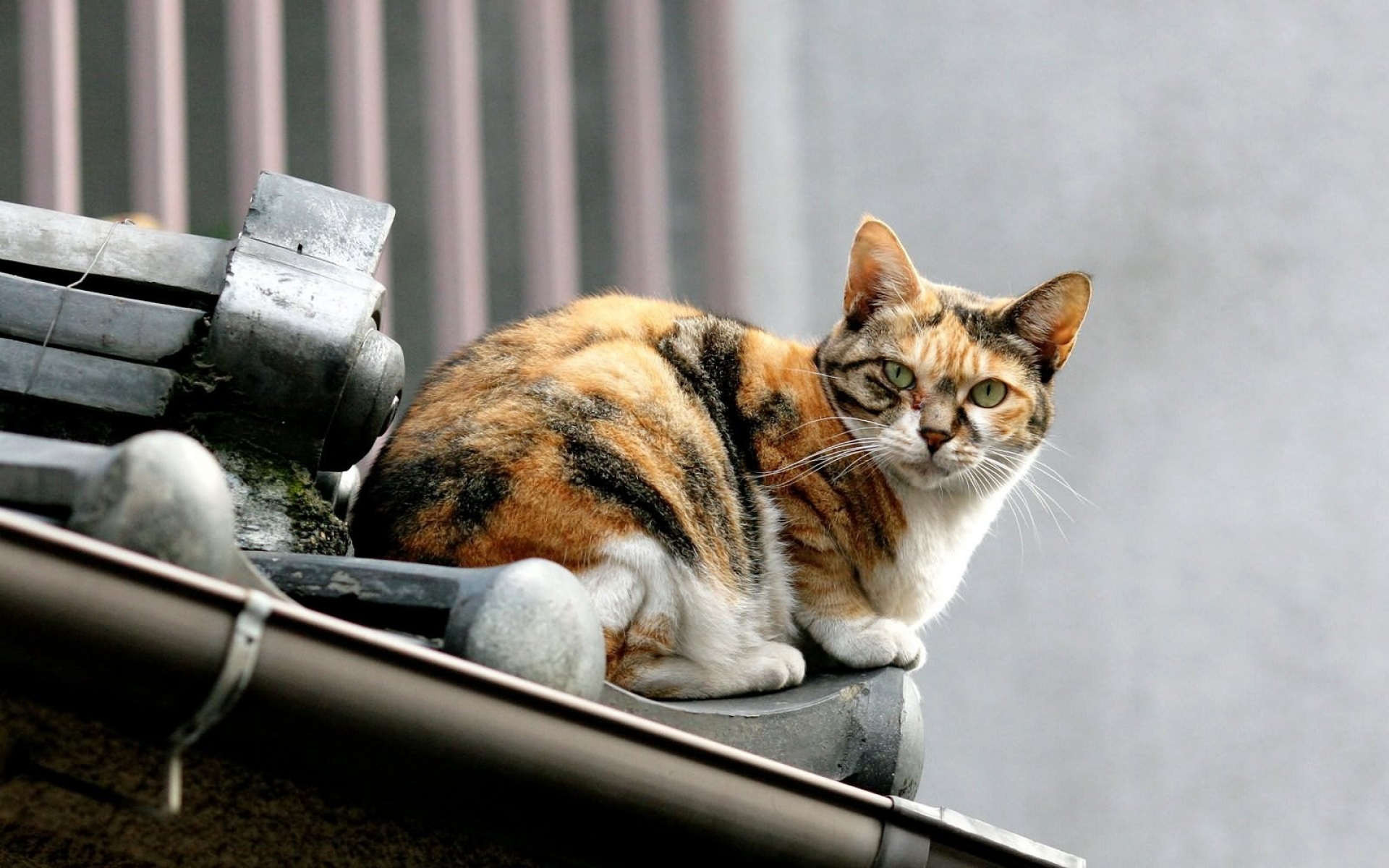 Картинки Кот, пятнистый, крыша, сидеть фото и обои на рабочий стол