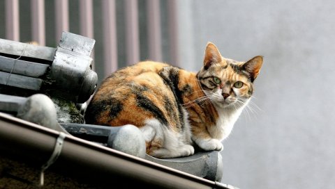 Кот, пятнистый, крыша, сидеть