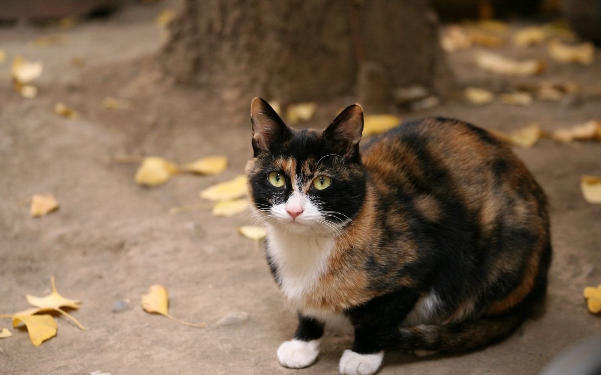 Картинки Кошка, пятнистая, сидеть фото и обои на рабочий стол