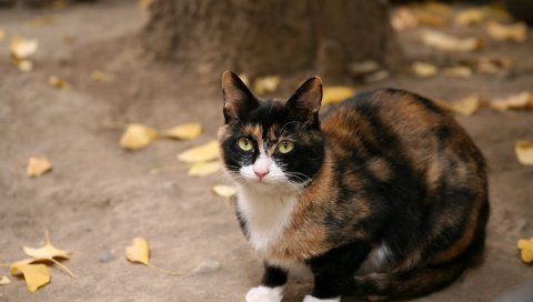 Кошка, пятнистая, сидеть