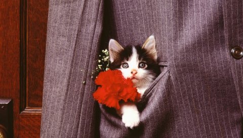 Котенок, лицо, карман, куртка