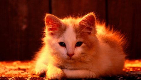 Кошка, свет, лицо, пушистый