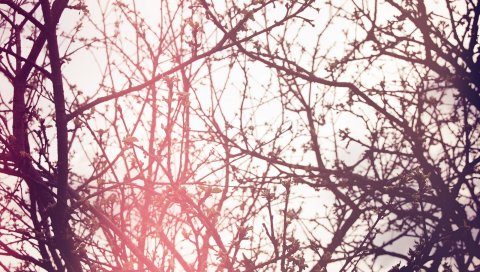 Дерево, ветка, растение