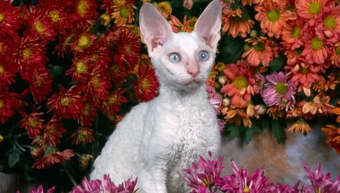 кошка, лицо, цветы, сфинкс