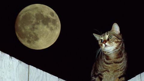 кошка, забор, луна, полосатые