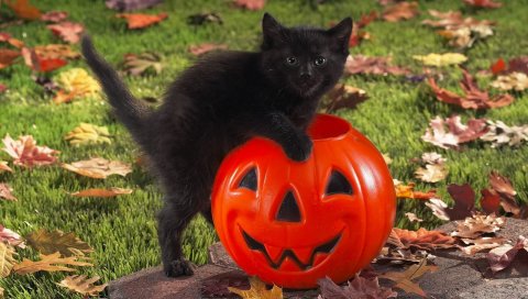 котенок, тыква, игрушка, ребенок