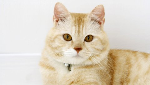 кошка, жир, морда