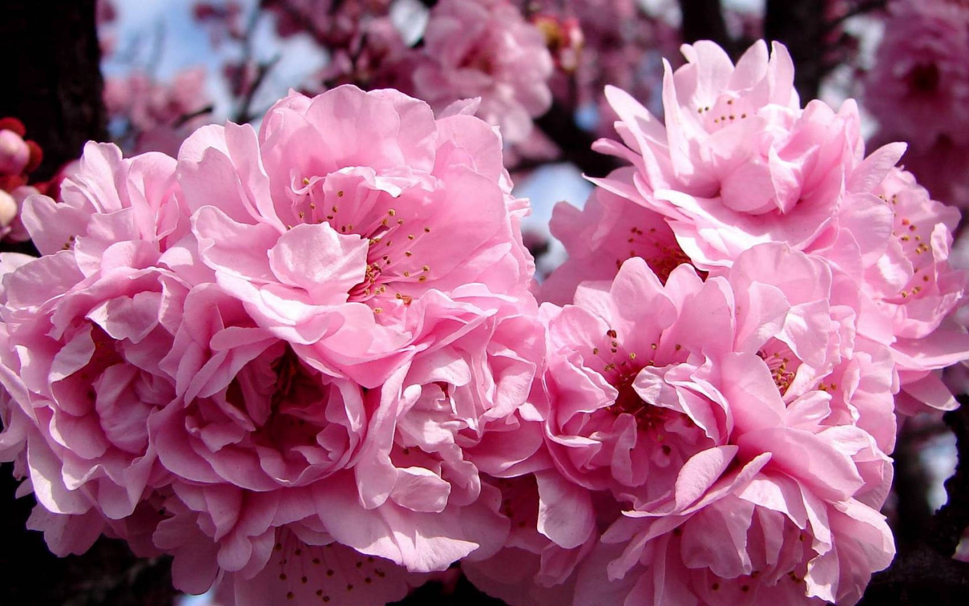 Фотографии розового цвета. Розовые цветы. Розовый цвет в природе. Розовые пионы. Пионы в природе.