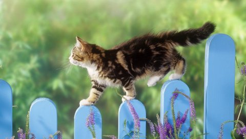 котенок, забор, ходить, пушистые