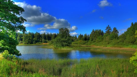 трава, свет, тень