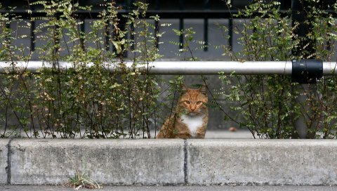 кошка, сидеть, ждать, пушистое