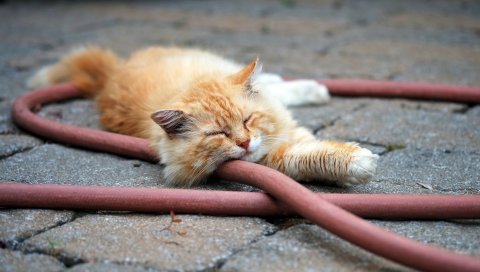 кошка, пушистый, шланг, вниз