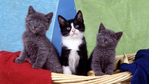котята, дети, сидят