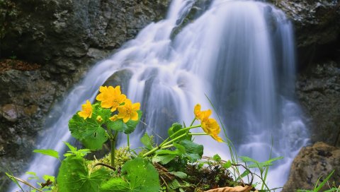 водопад, камни, цветок