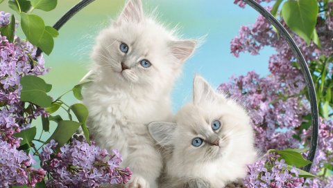 котят, мусор, листья, сидеть, пушистый
