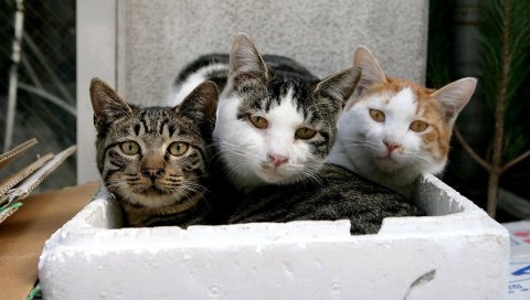кошки, коробка, сидит, старый
