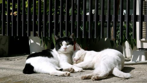 котов, улицы, лежит пару