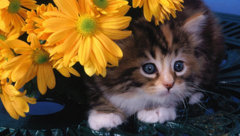 котенок, лицо, цветок,лежат