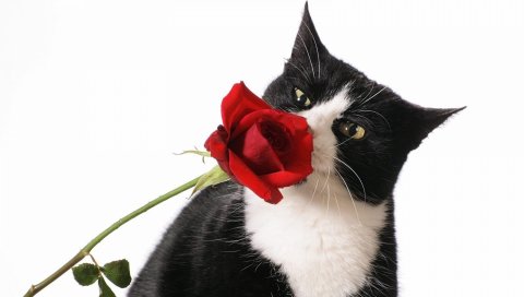 кот, роза, цветок