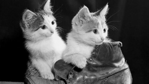 котята, пара, обувь, сидя, черный и белый