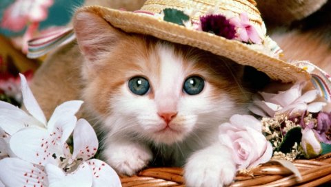 кот, шляпа, лицо, ложь