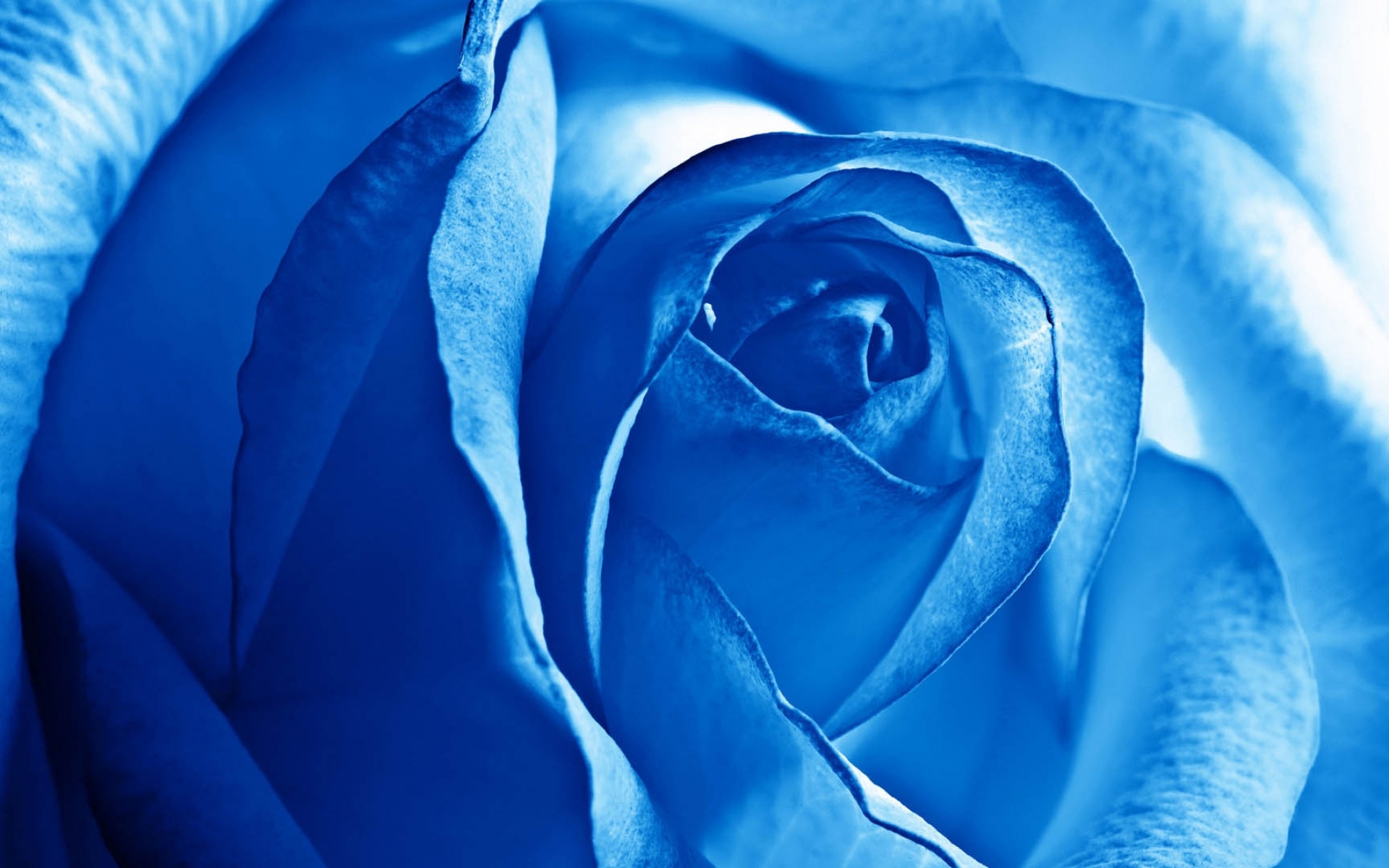 Картинки роза, голубой, светло - фото и обои на рабочий стол