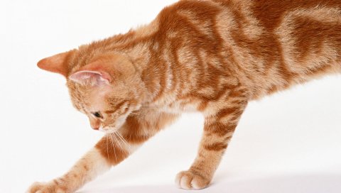 котенок, полосатый кот, лапа