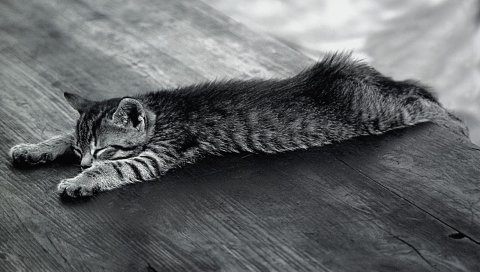 котенок, спальники, усталые, лежат