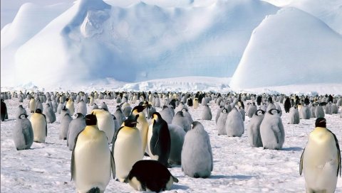 пингвин, арктические, снег
