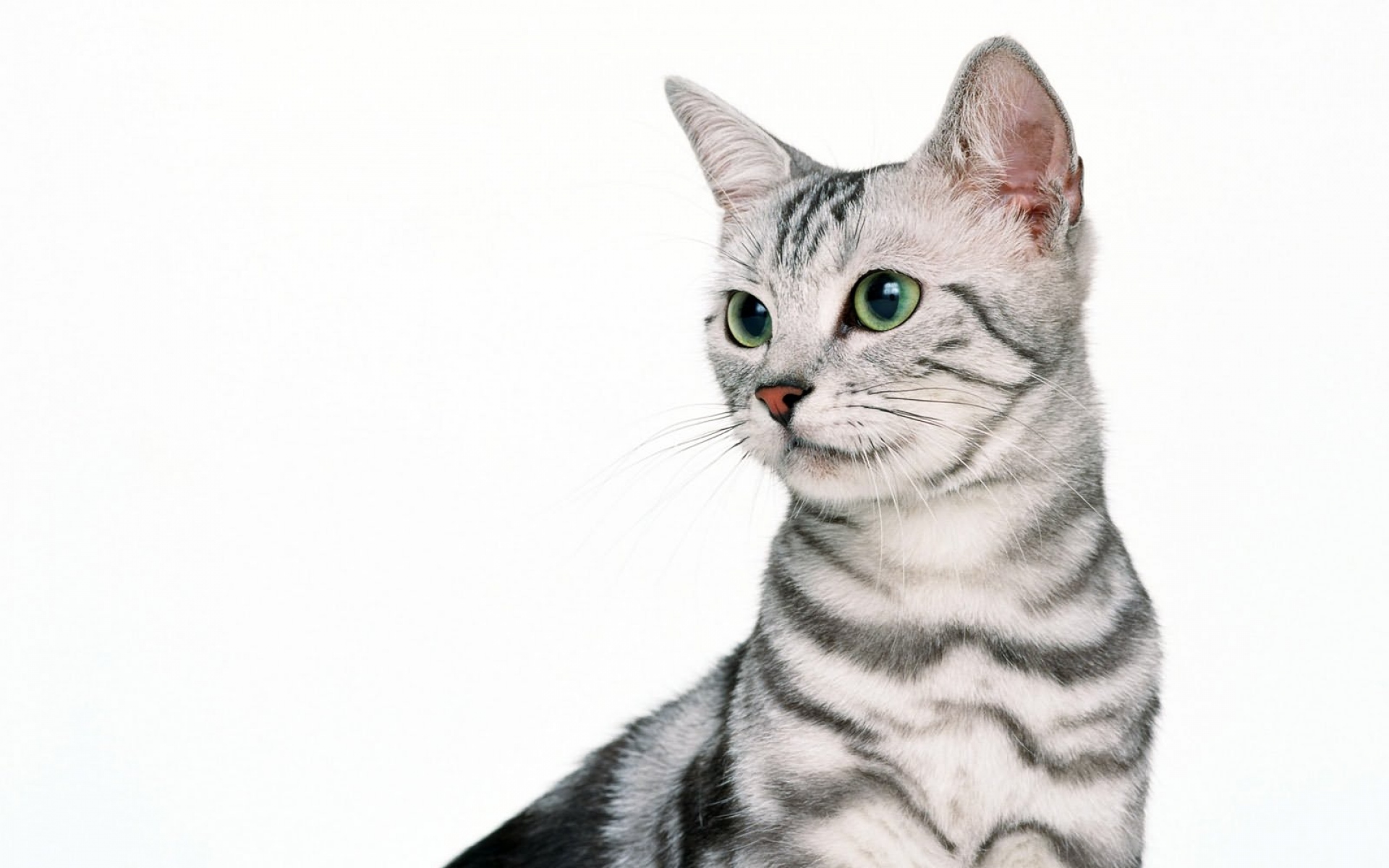 Картинки кот, полосатый кот, сидя, морда фото и обои на рабочий стол