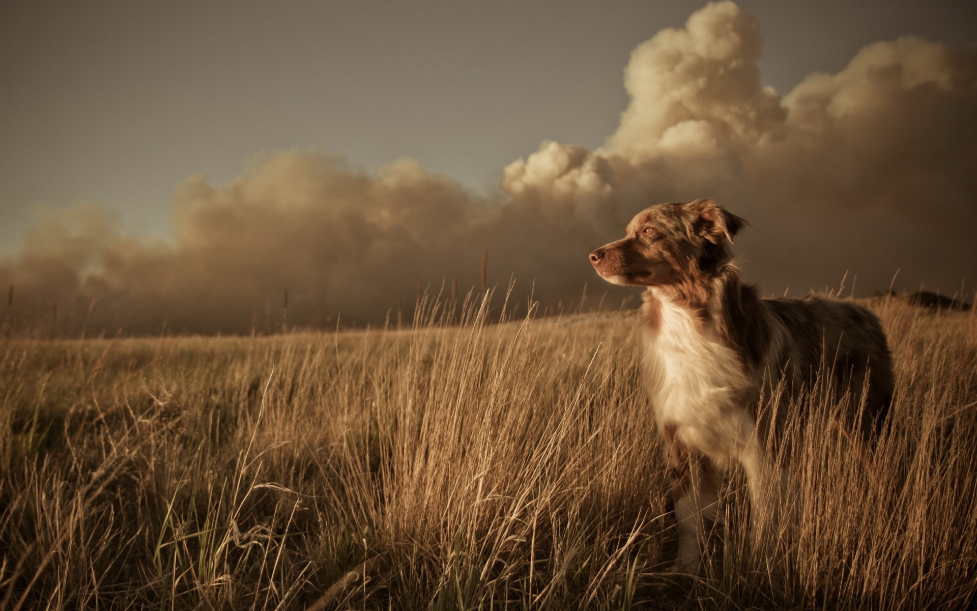 Картинки собаки, поле, трава, ветер, облака фото и обои на рабочий стол