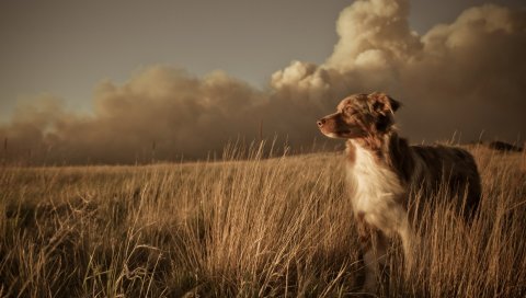 собаки, поле, трава, ветер, облака